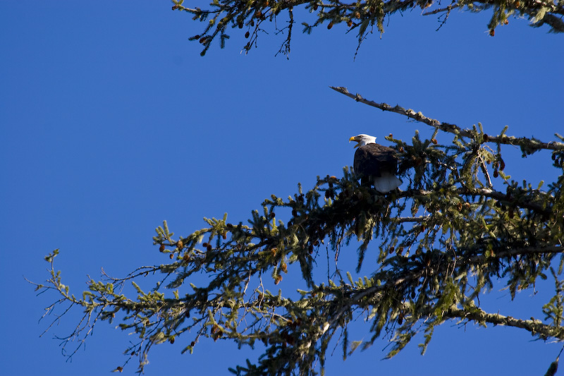 Bald Eagle In Tree